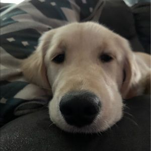 Meet your Posher, Rylee